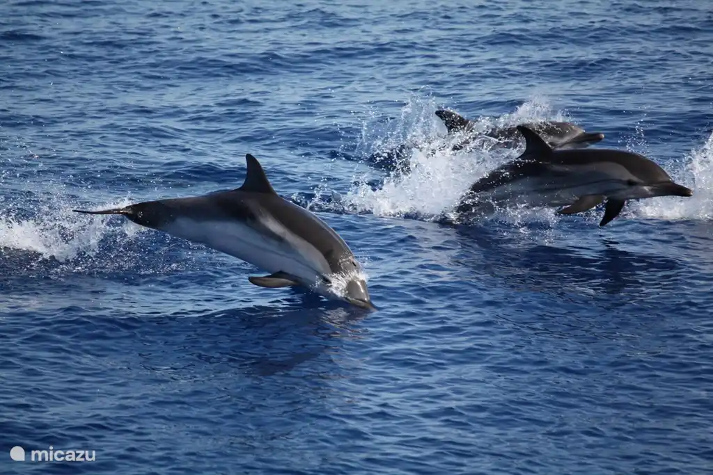 Die Chance, Spek walissen ist riesig