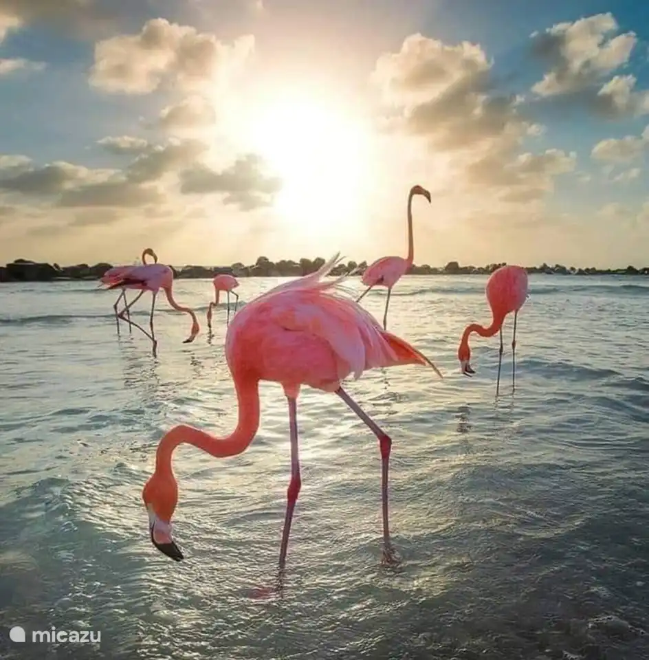 Flamingos
Santa Pola