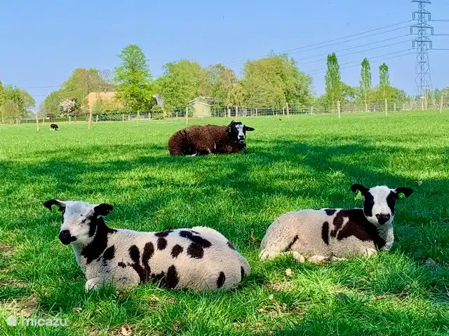 The sheep in the meadow