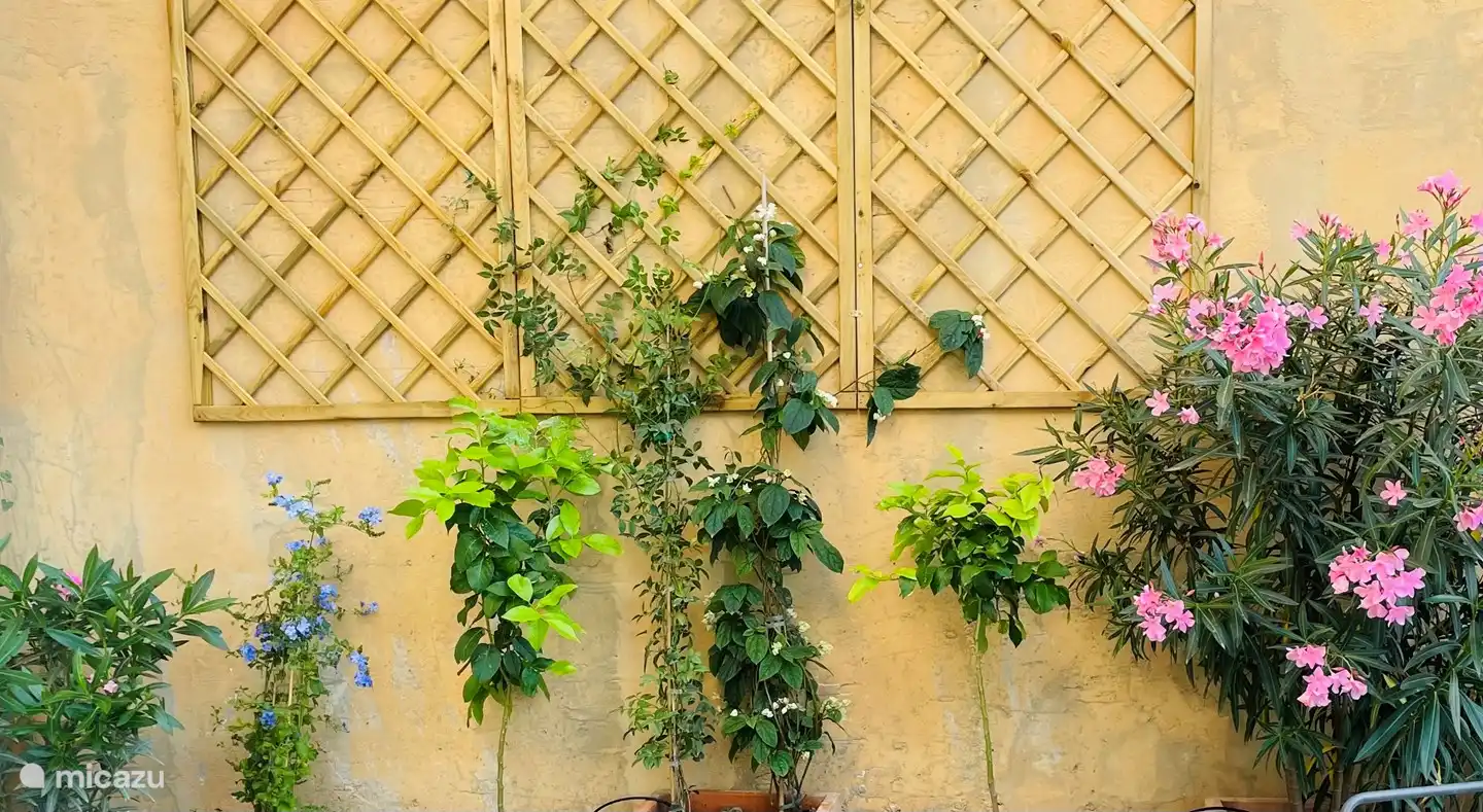 Terrasse mit Pflanzen und natürlich „Limon“-Bäumen im Casa Limon