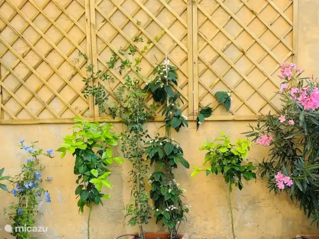 Location de Vacances Espagne, Costa Tropical, Almuñécar, maison de vacances - Maison atmosphérique et élégante en bord de mer Terrasse avec plantes et bien sûr limons à Casa Limon