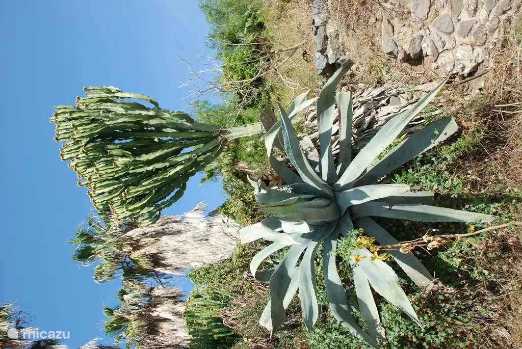 Schöne Pflanzen schließen