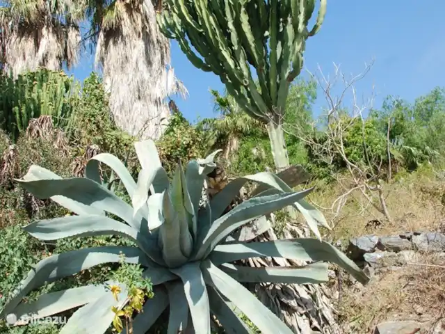 Location de Vacances Espagne, Costa Tropical, Almuñécar, maison de vacances - Maison atmosphérique et élégante en bord de mer Belles plantes à proximité