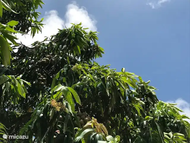 Bon Bineke huren in Curaçao, Banda Ariba (oost), Jan Thiel - villa Mango bomen aan het zwembad