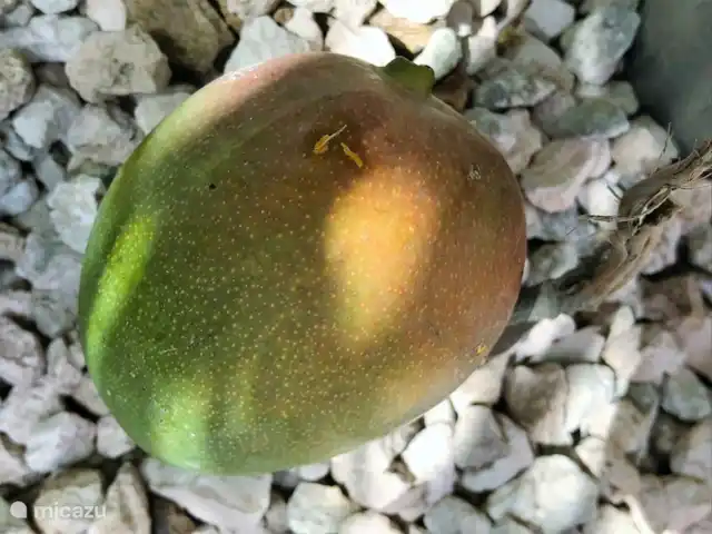 Bon Bineke huren in Curaçao, Banda Ariba (oost), Jan Thiel - villa Pluk je eigen mango's