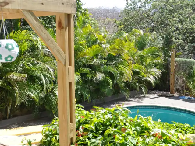 Bon Bineke huren in Curaçao, Banda Ariba (oost), Jan Thiel - villa Vanuit het slaapkamer raam kijk je op je eigen tuin met zwembad en de mango boom van de achterburen.