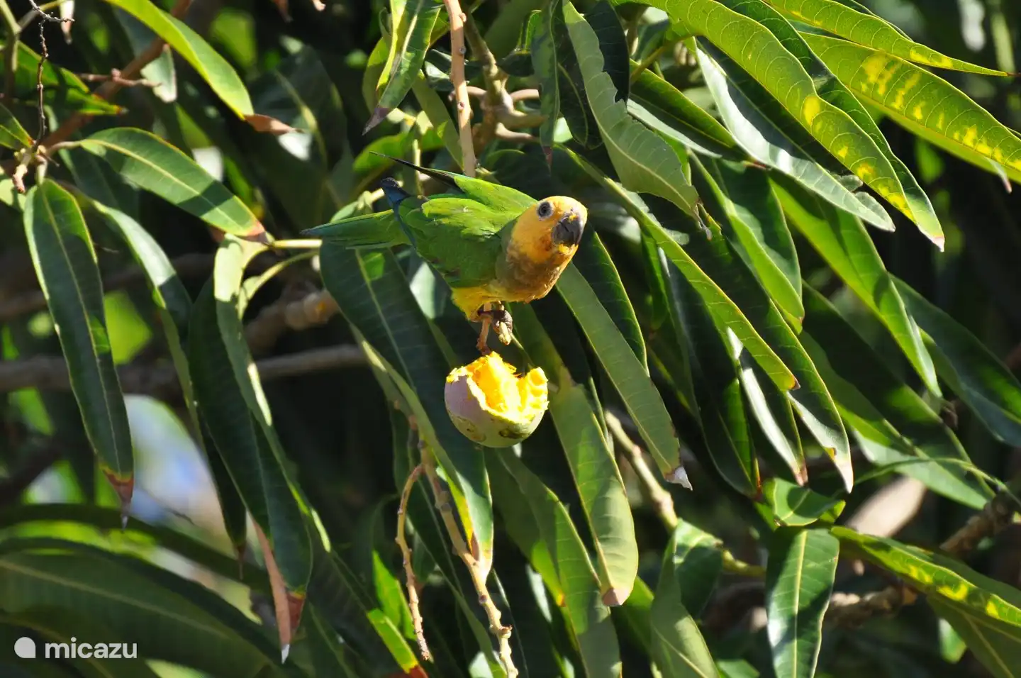 Papageien im Mangobaum