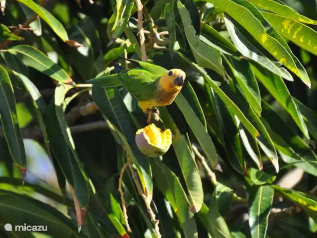 Bon Bineke huren in Curaçao, Banda Ariba (oost), Jan Thiel - villa papegaaitjes in de mangoboom