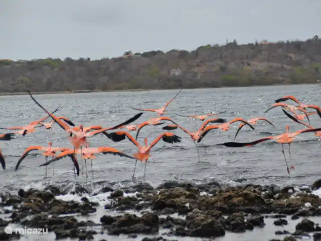 Bon Bineke huren in Curaçao, Banda Ariba (oost), Jan Thiel - villa Zoutpannen van Jan Thiel op loopafstand