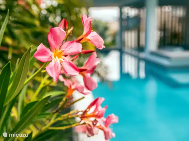 Hakuna Matata 7-10 personen huren in Curaçao, Banda Ariba (oost), Vista Royal - villa