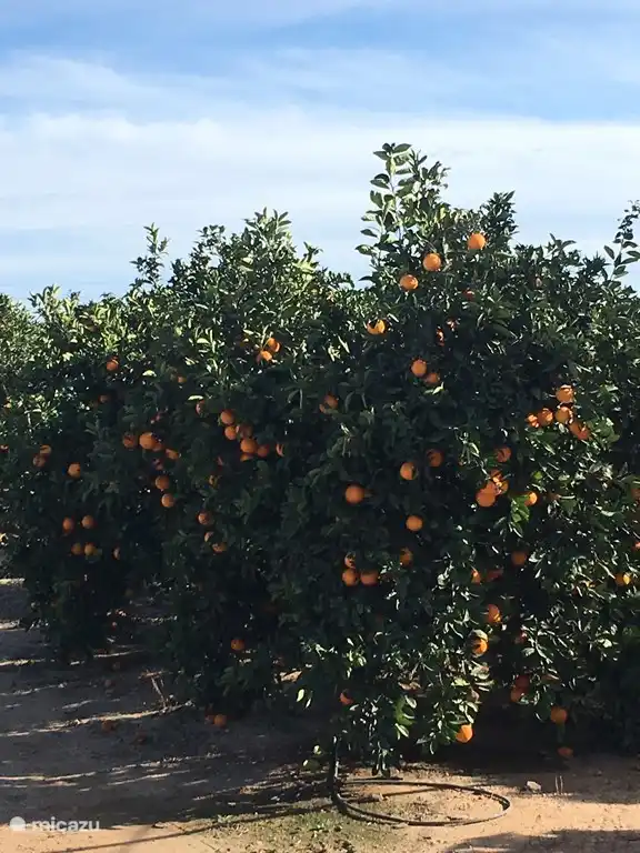 The Costa Blanca are known for the oranges coming from. Around the apartment you will find the orange plantations within walking distance.