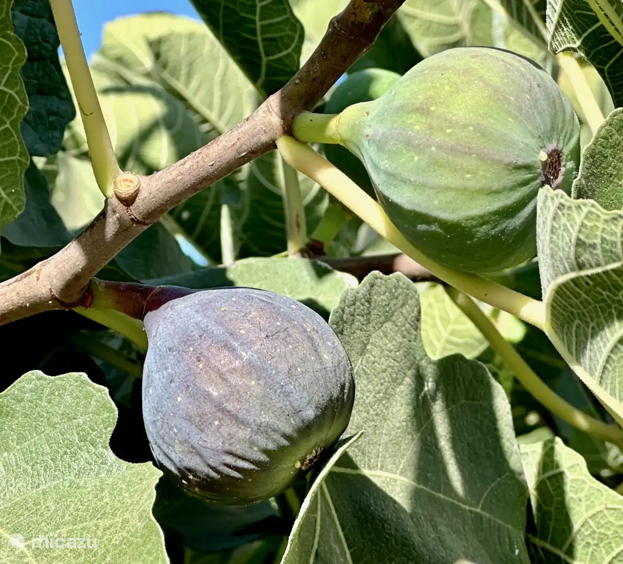 Garten mit Feigenbaum
