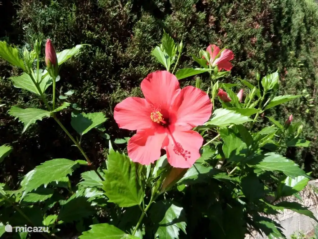 Jardin fleuri (hibiscus)