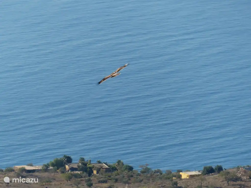 A veces el águila te da sombra aquí... vuelan tan cerca