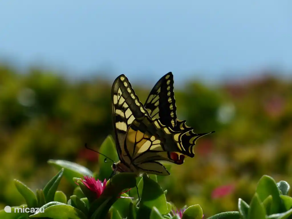 el esplendor animal en el cerro del pozo