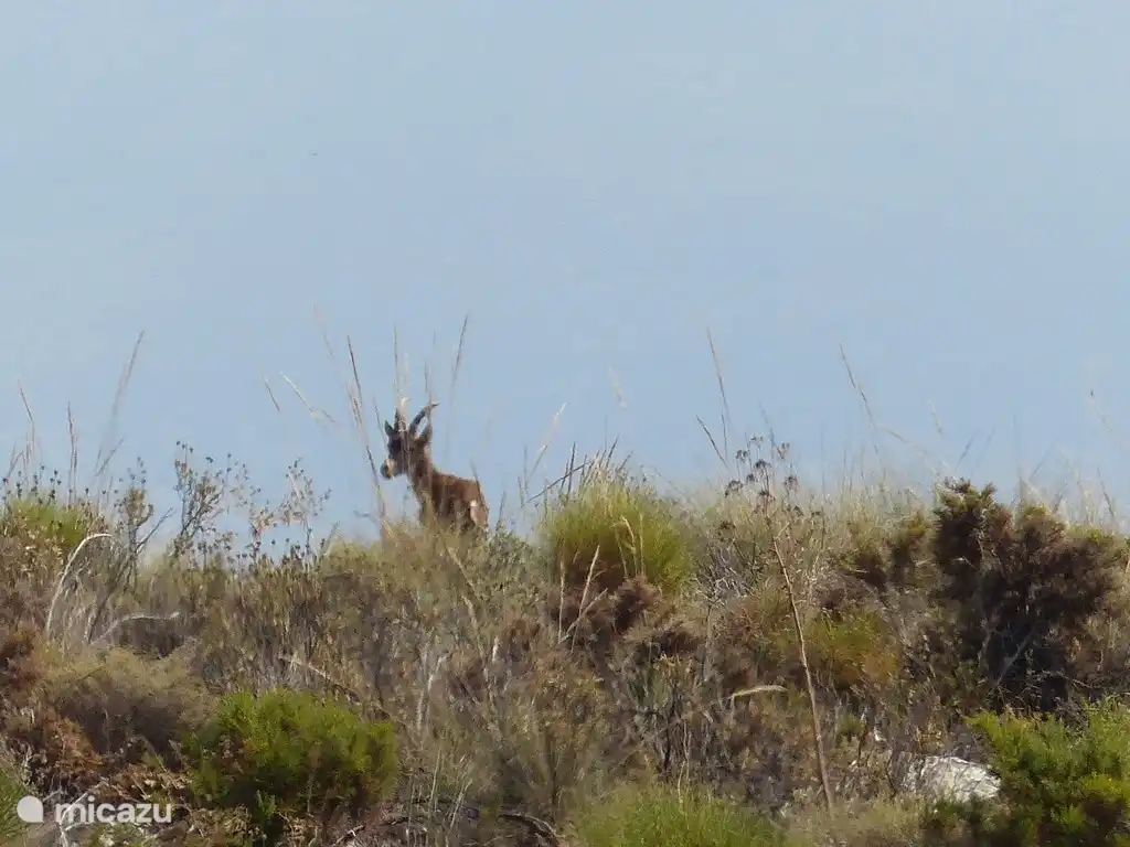 Camina libremente por aquí