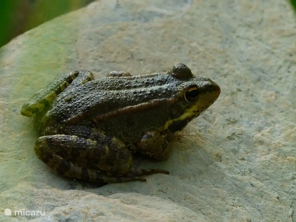 Esplendor animal Cerro del Pozo