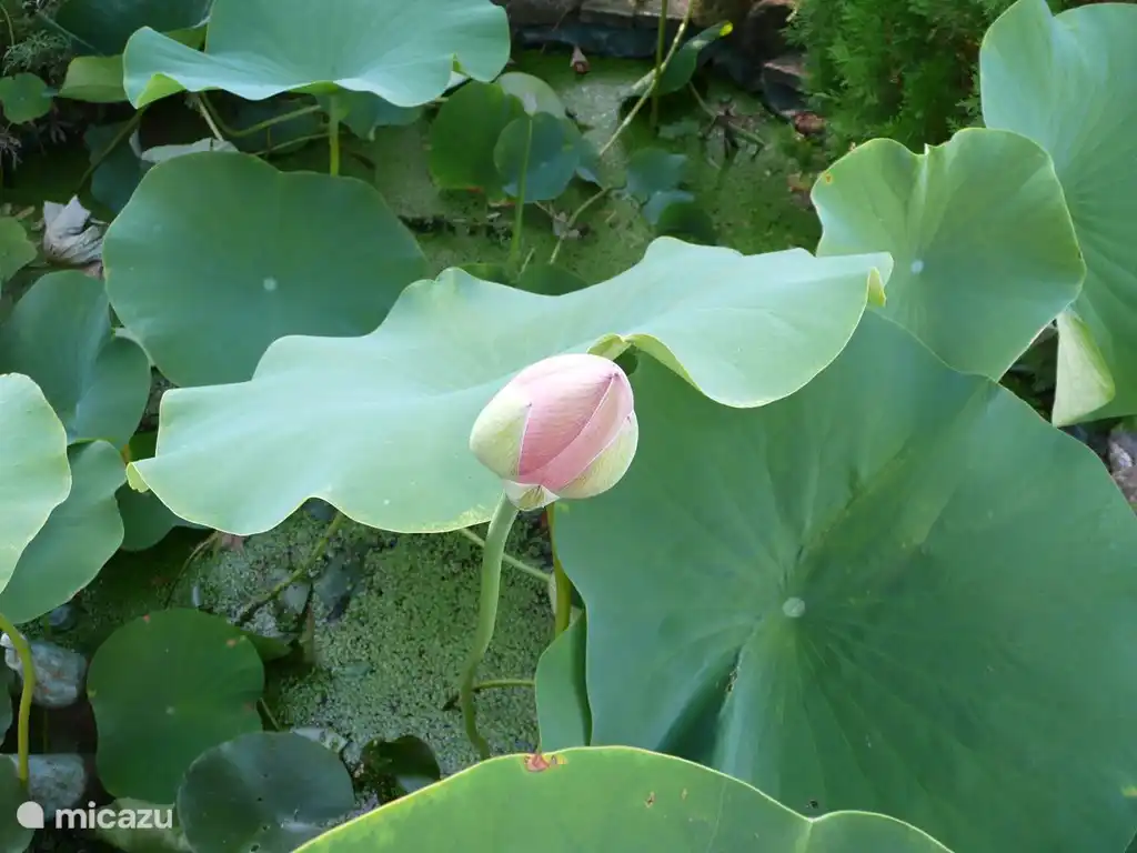 Lotus in der Knospe im siebten Himmel