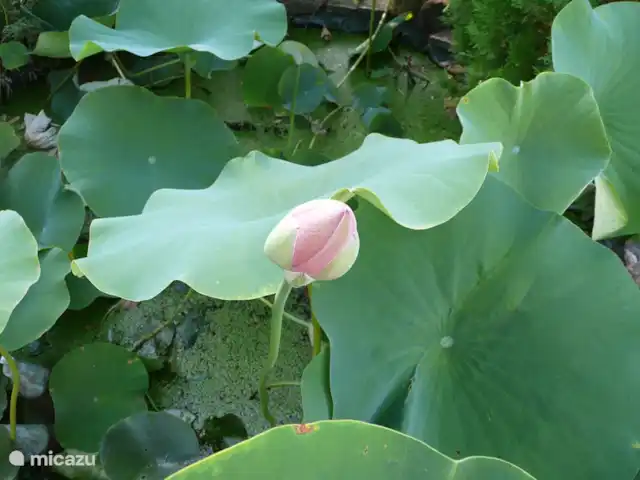 Casetta Degli Angeli | Italie, Ombrie, Ficulle - maison de vacances lotus en bouton au septième ciel