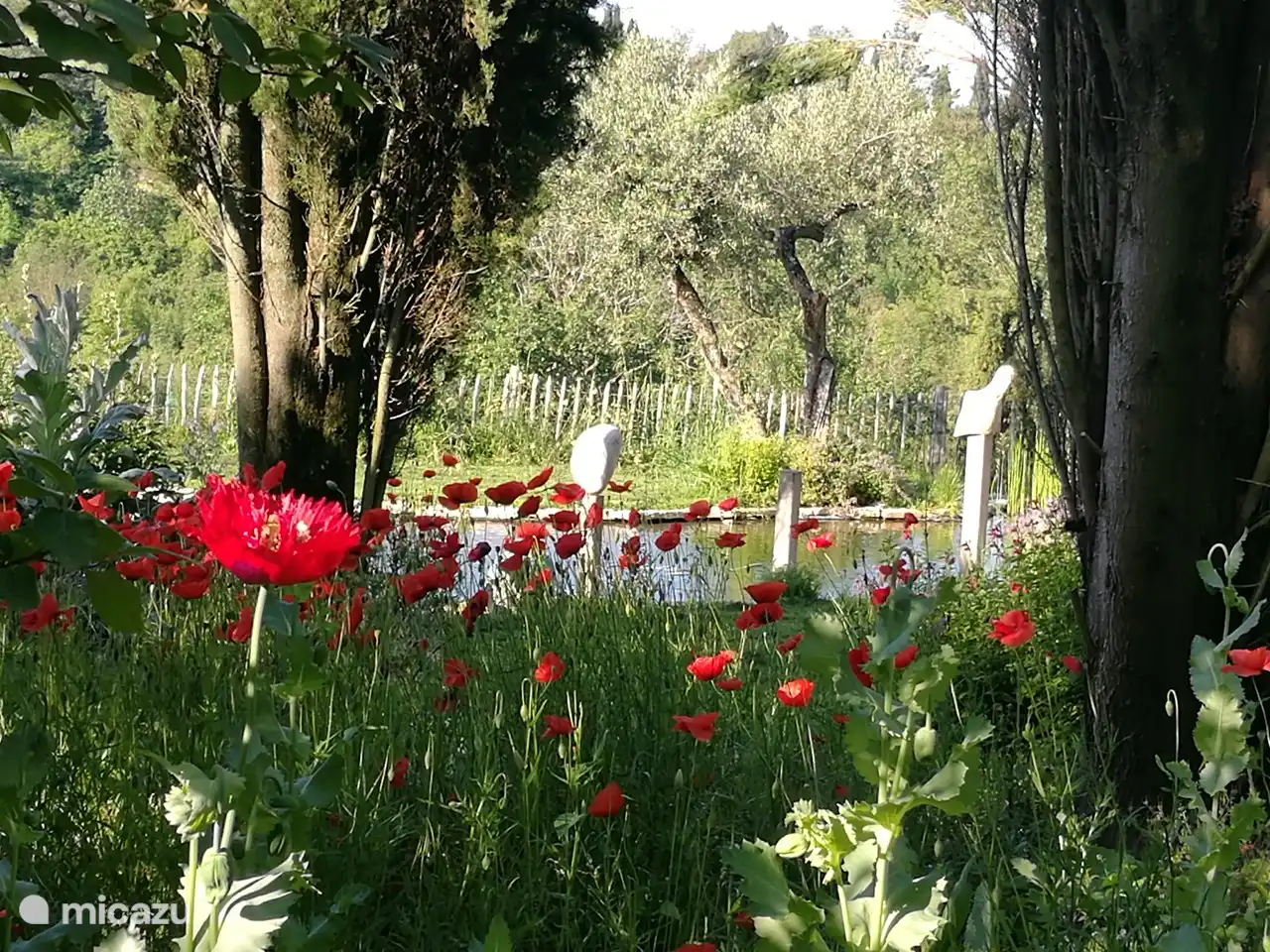 Zwisschen den Papaver ein Blick auf dem Schwimmteig