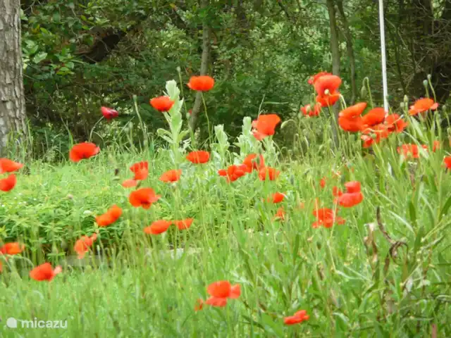 Casetta Degli Angeli | Italie, Ombrie, Ficulle - maison de vacances coquelicots en juin