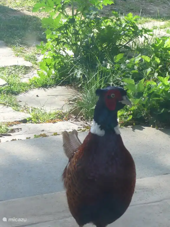 manchmal läuft so ein fasan im siebten himmel herum