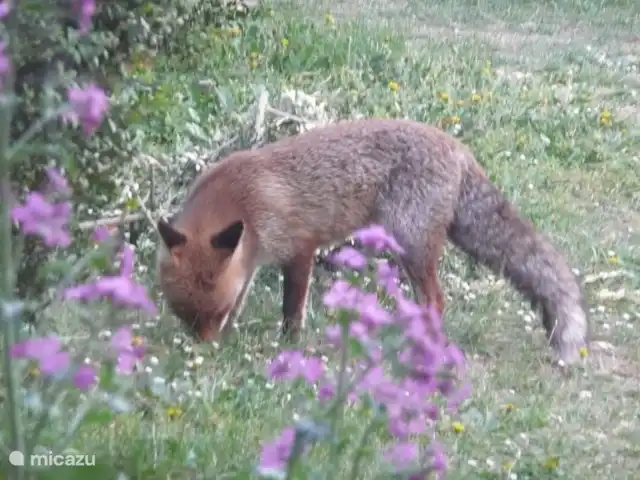 Casetta Degli Angeli | Italie, Ombrie, Ficulle - maison de vacances ou un renard...