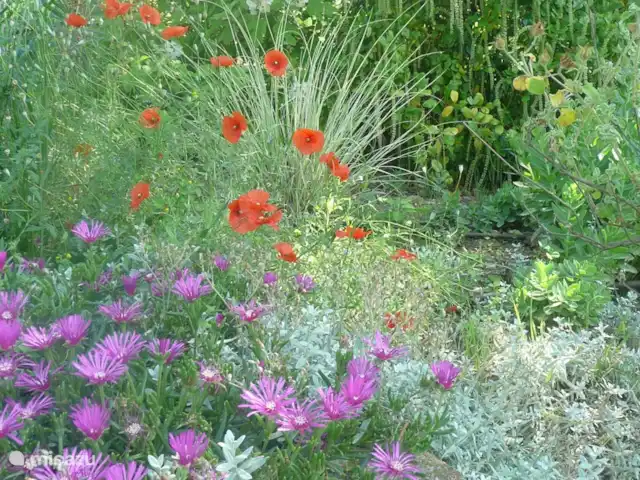 Casetta Degli Angeli | Italie, Ombrie, Ficulle - maison de vacances splendeur florale