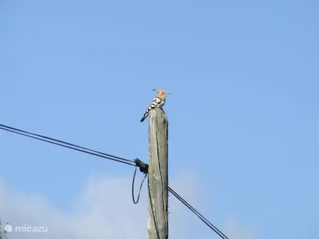 Location de Vacances Espagne, Estrémadure, Alcuéscar, ferme - Finca El Chorrillo Cottage Oiseaux sur la finca