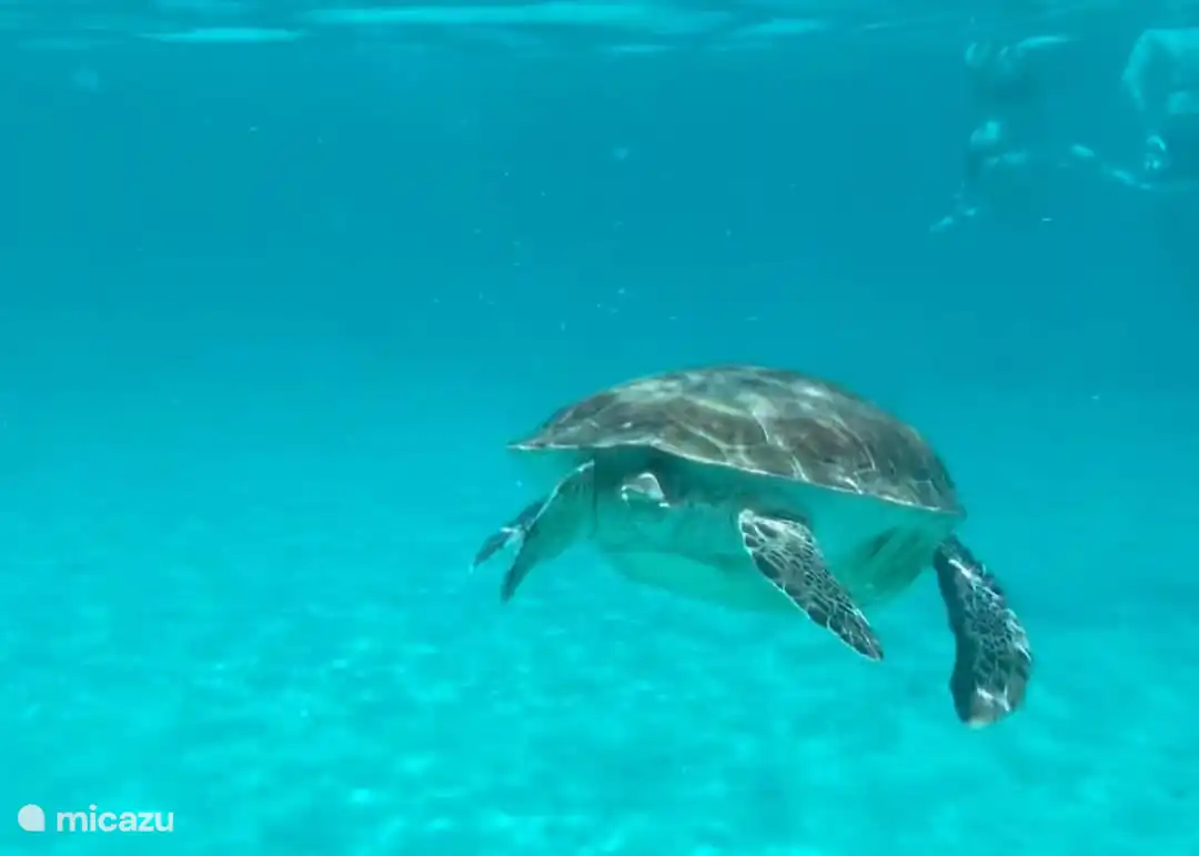 Plongée en apnée sur la plage de Daai Booi