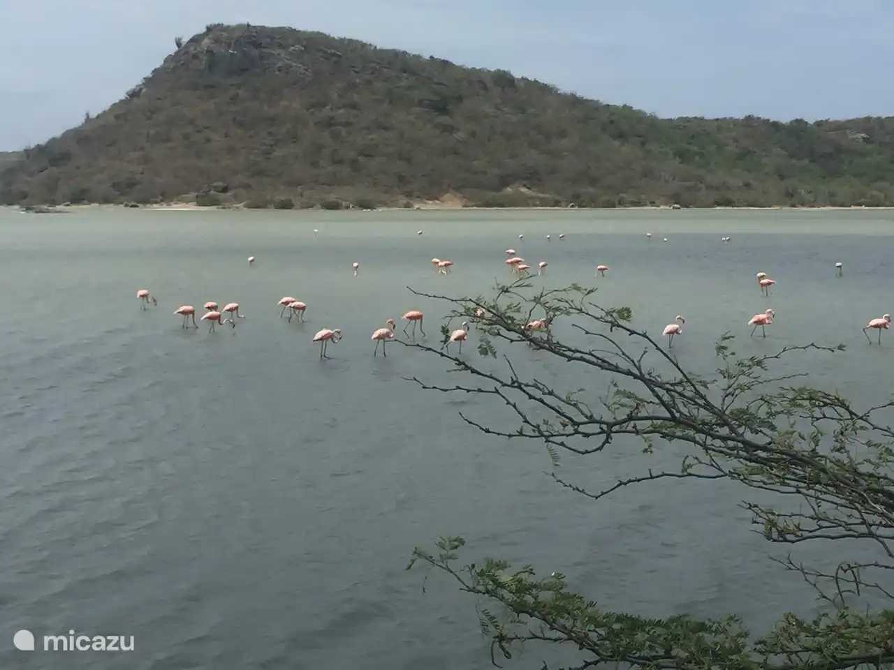 Flamants roses le long de la route