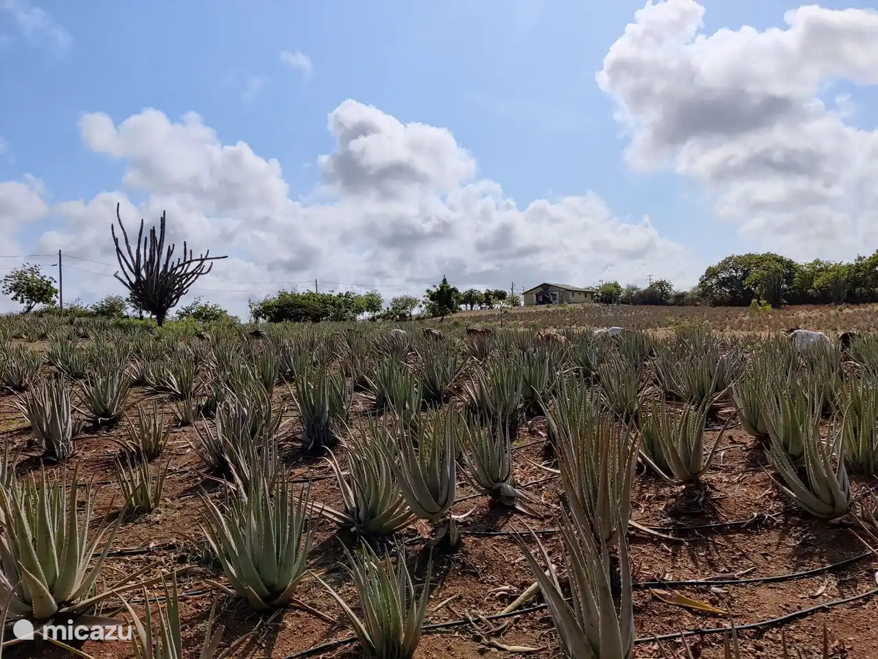 Ferme d'Aloe Vera