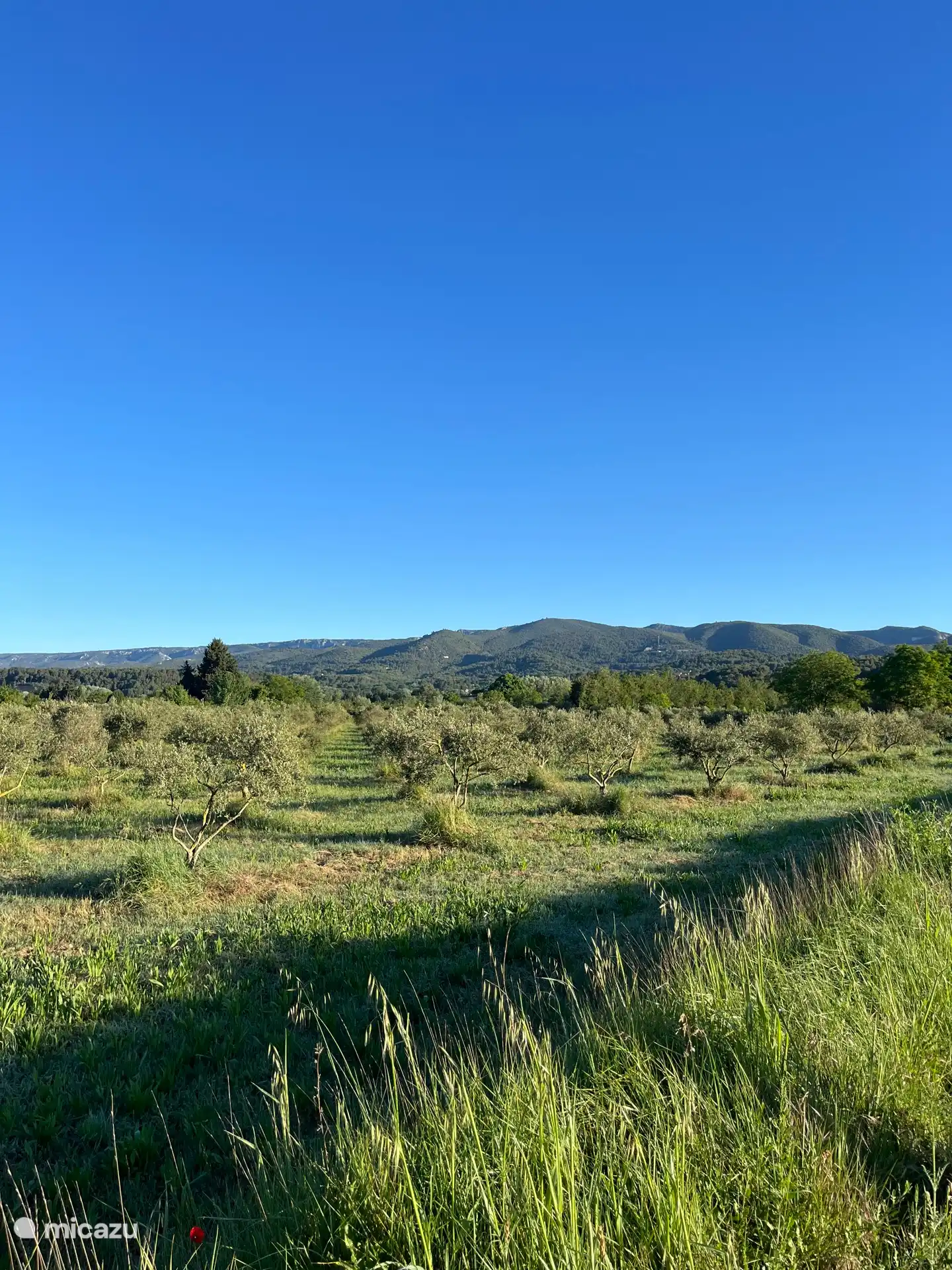 Oliviers dans la vallée