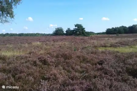 Vakantiehuis Nederland, Drenthe, Schoonoord vakantiehuis Sarah heide