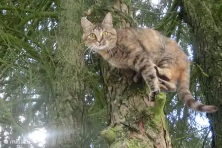 Vakantiehuis Nederland, Drenthe, Schoonoord vakantiehuis Sarah Miepje veilig in de boom