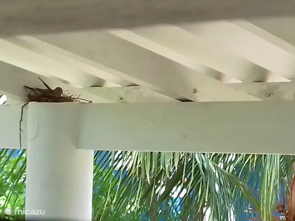 Die ersten Bewohner! Ein lokaler Vogel: Totolika.