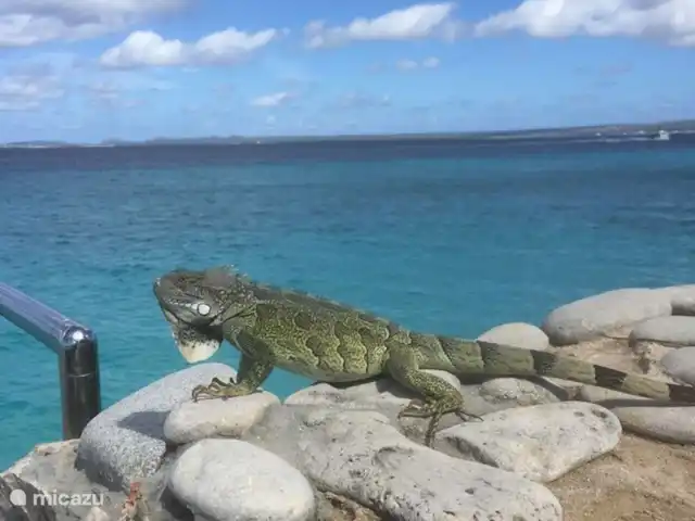 villa huren in Bonaire, Bonaire, Belnem – Luxe villa aan zee 'Op de Maze'