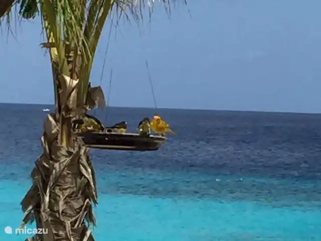 villa huren in Bonaire, Bonaire, Belnem – Luxe villa aan zee 'Op de Maze' Zee aanzicht