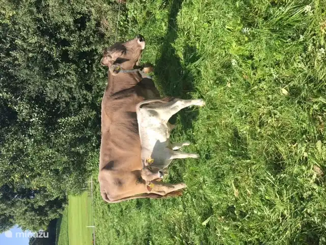 Kuh mit Glocke am Rande des Parks