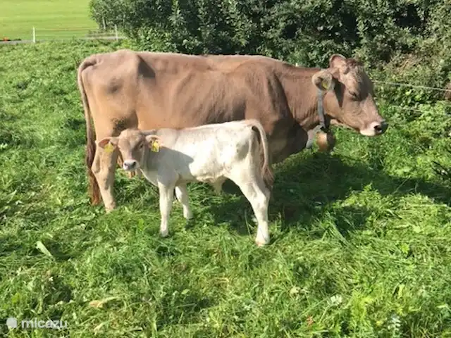 Location de Vacances Allemagne, Sauerland, Frankenau, maison de vacances - Hexenhuisje Sauerland vache avec cloche au bord du parc