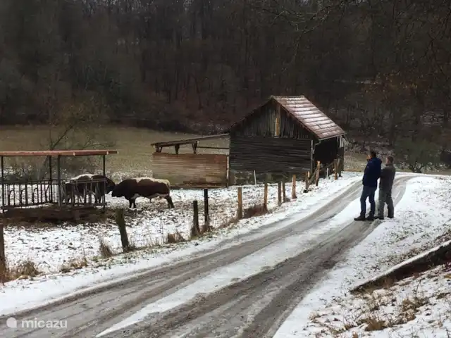 Location de Vacances Allemagne, Sauerland, Frankenau, maison de vacances - Hexenhuisje Sauerland Deux taureaux de combat.