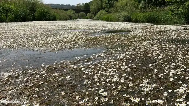 Eder in voller Blüte.