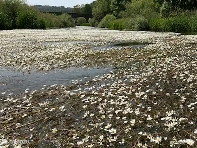 Location de Vacances Allemagne, Sauerland, Frankenau, maison de vacances - Hexenhuisje Sauerland Rivière Eder en fleurs.