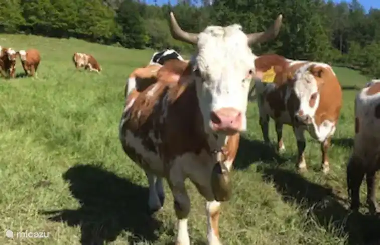 In den Wiesensommern vor dem Park