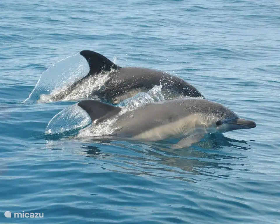 avistar delfines