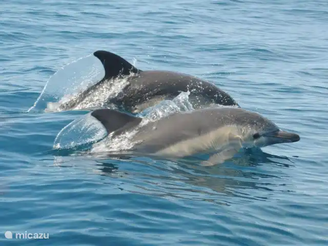 Nossa casa | Portugal, Algarve, Armação de Pêra - appartement Repérez les dauphins