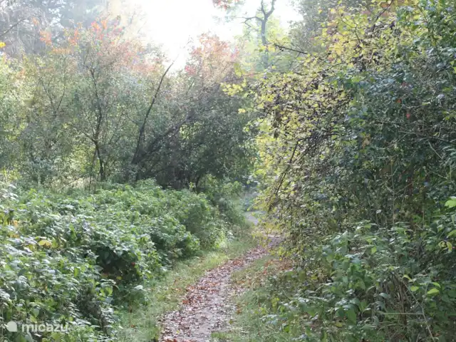 Parc Veluwerijck 20, Veluwsboerderij huren in Nederland, Gelderland, Ermelo - vakantiehuis Een wandelpad langs de achteruitgang van het Parc.