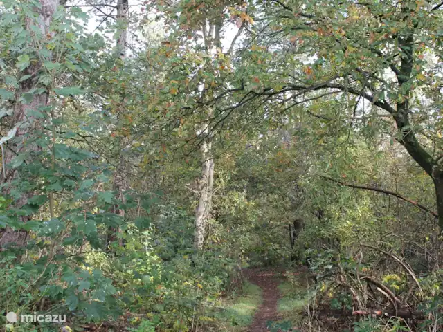 Parc Veluwerijck 20, Veluwsboerderij huren in Nederland, Gelderland, Ermelo - vakantiehuis Een stuk bos achter het Parc, vanuit de achteringang van het Parc te bereiken,