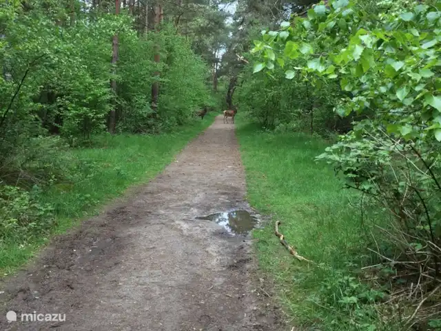 Parc Veluwerijck 20, Veluwsboerderij huren in Nederland, Gelderland, Ermelo - vakantiehuis Als je geluk hebt zie je soms ‘overstekende’ herten.