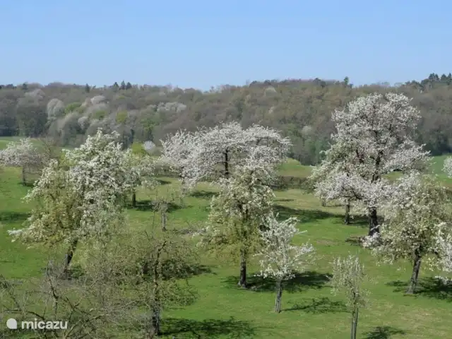 Hoeve Schevey 2 | Pays-Bas, Limbourg, Malines - maison de vacances Vue sur le verger